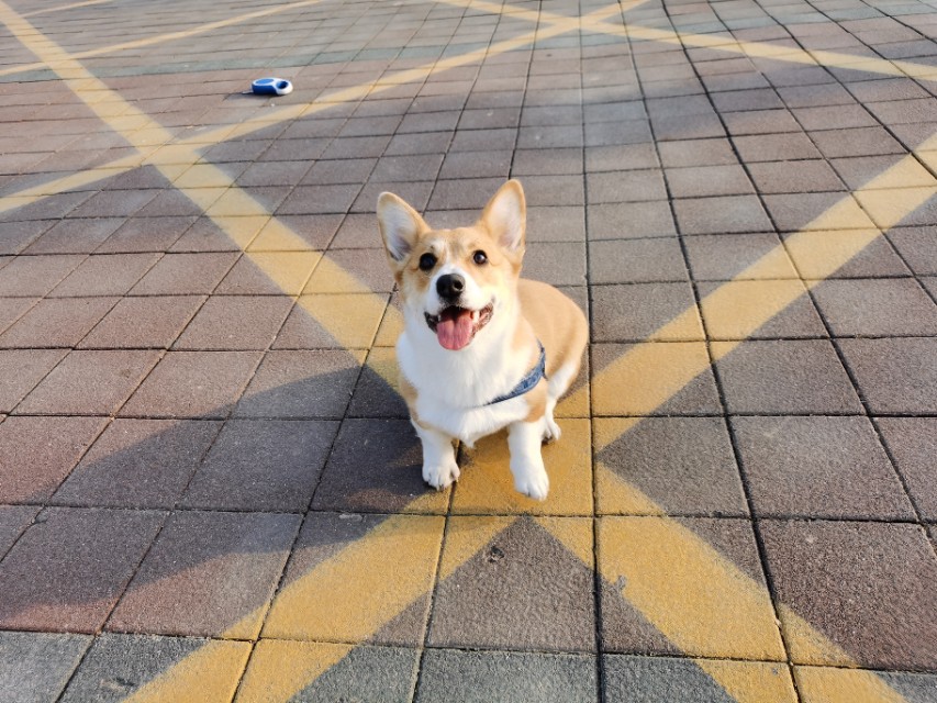 新手铲屎官需要知道的注意事项,新手铲屎官还在为选粮而头疼吗