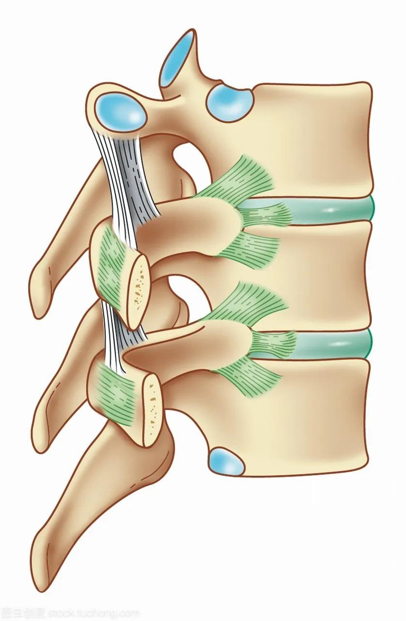 胸椎脊柱问题图解,不容忽视的肩周问题