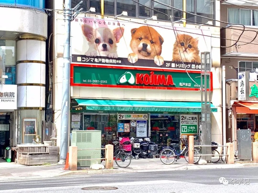 kojima旗舰店,kojima宠物店官网