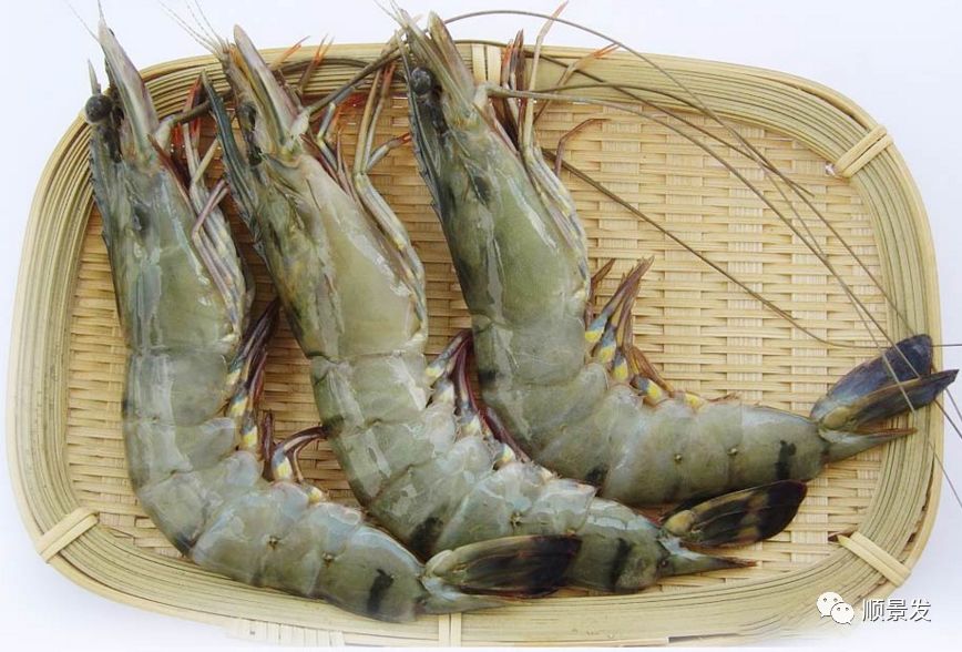 最好吃的海鲜都有哪些,顶级进口海鲜排行榜