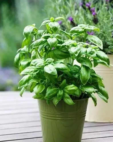 一场知识交换：你教我用罗勒做菜，我教你用盆种出罗勒