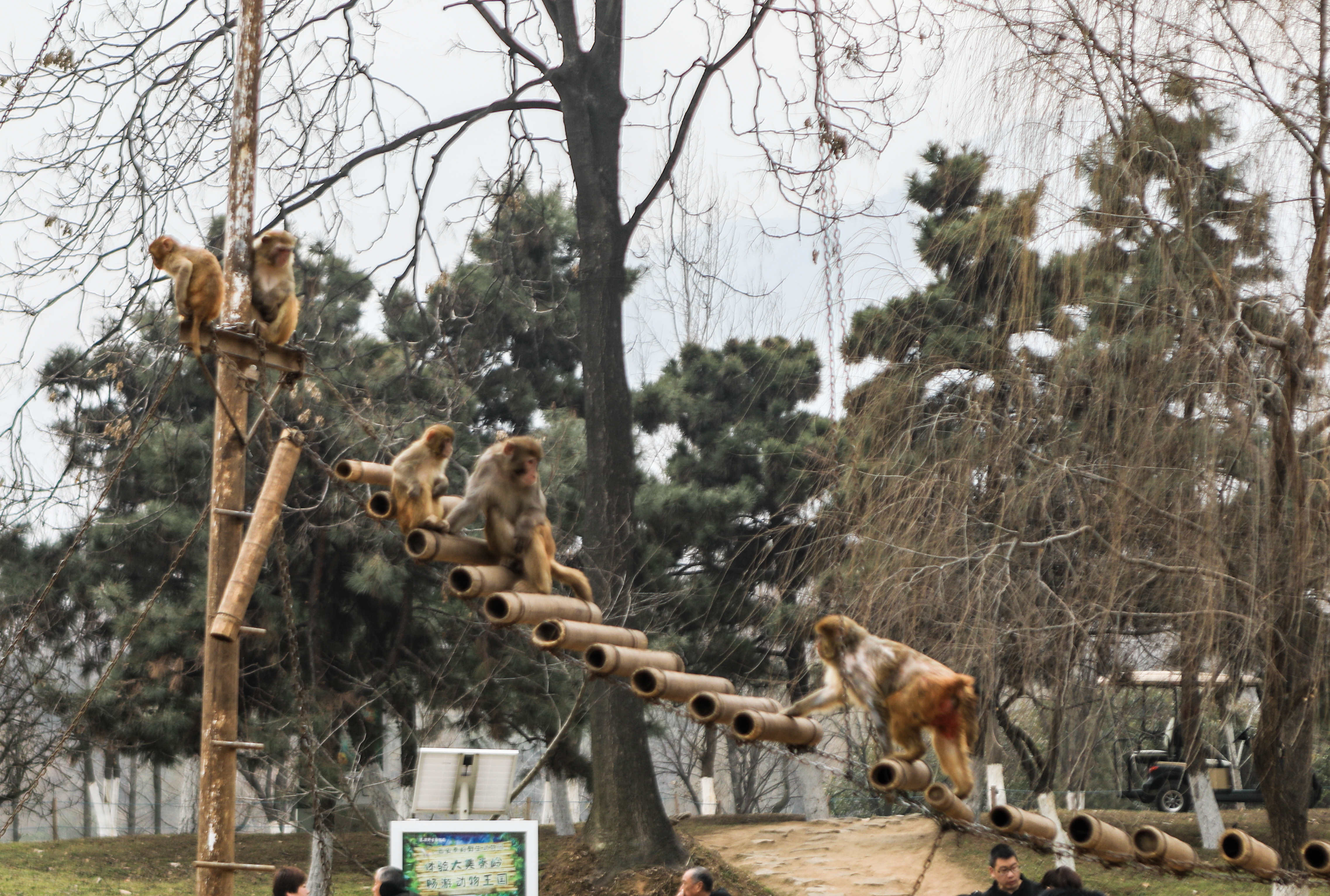 这是西北首个野生动物园，实测喂老虎是一种怎样感受！刺激