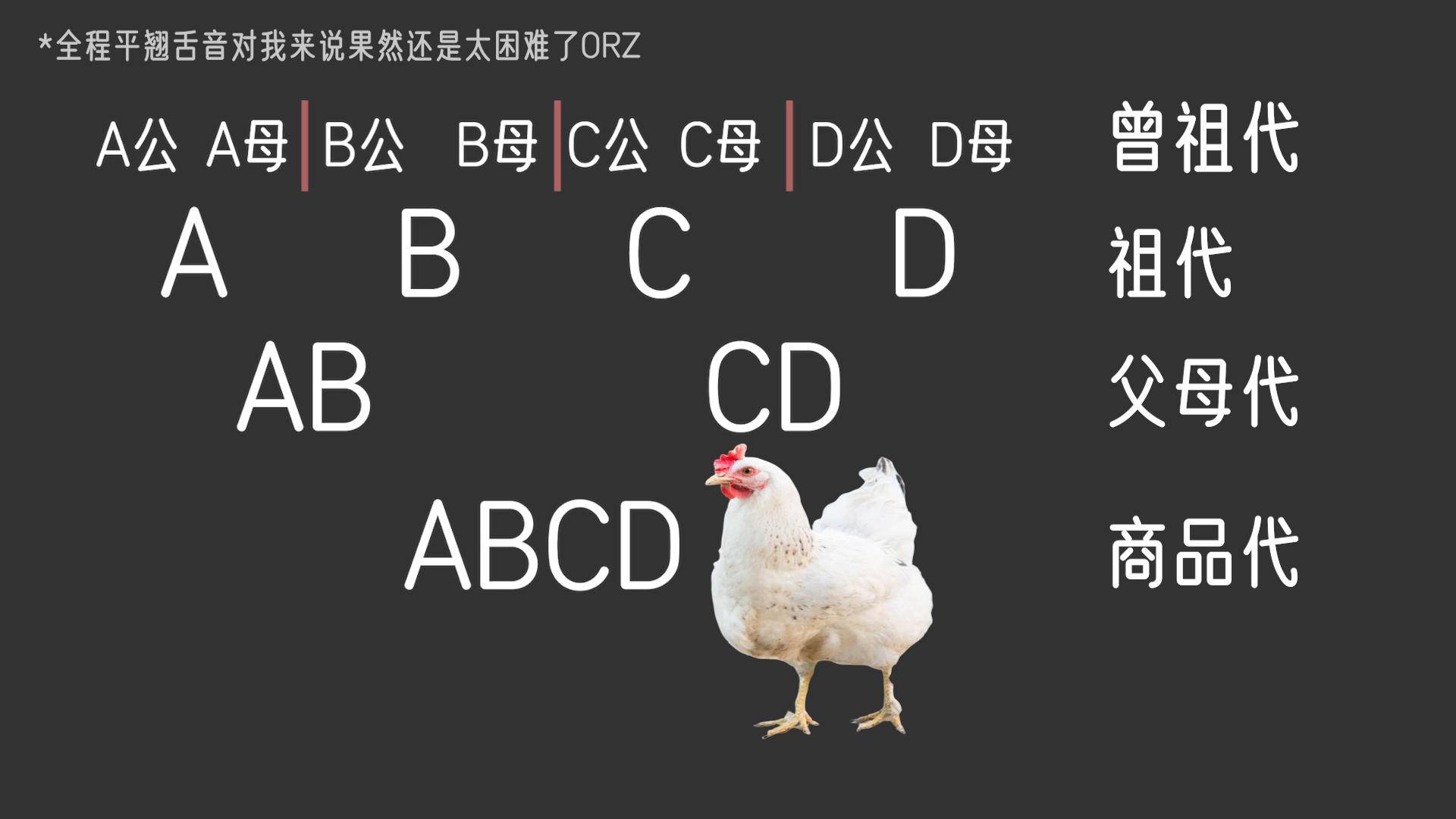 速生鸡与白羽鸡是什么,白羽鸡养殖技术和方法图解