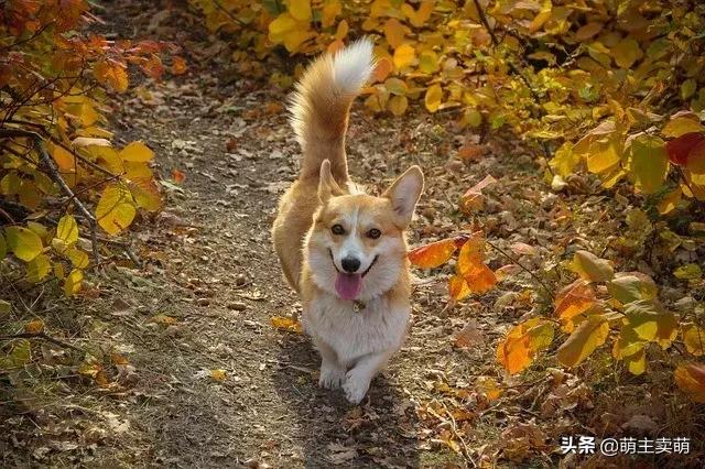 怎么判断柯基发情期了呢,柯基发情期特征