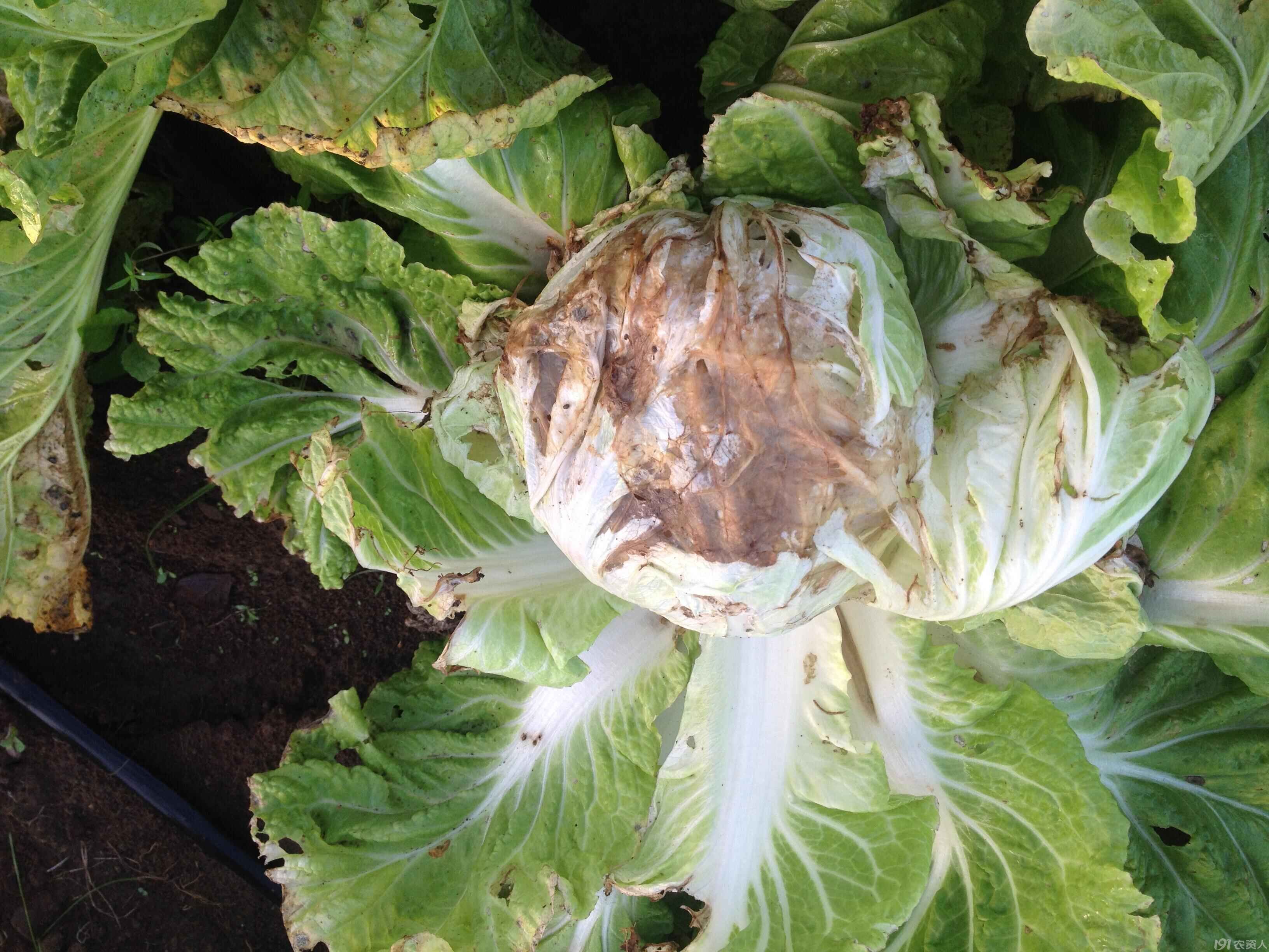 大白菜未成熟又腐烂怎么办,大白菜软腐病症状怎么治