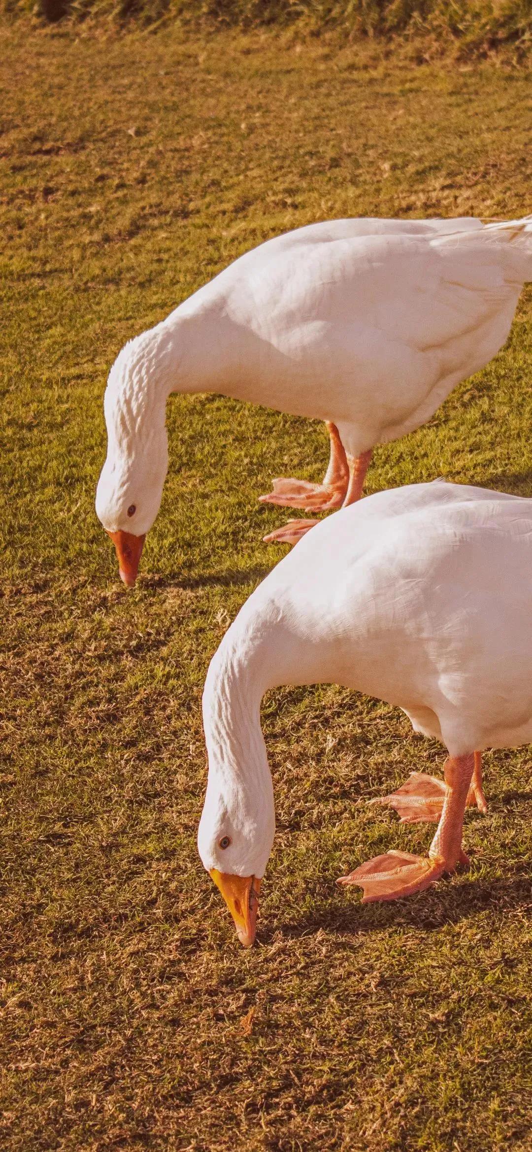 壁纸4k全屏无水印静态壁纸,壁纸超清4k手机壁纸黑暗系