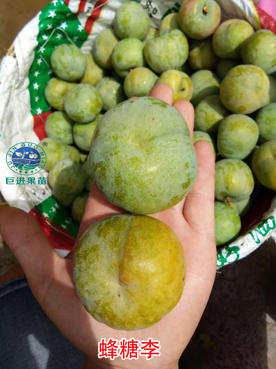 哪种李子效益最好,李子效益如何