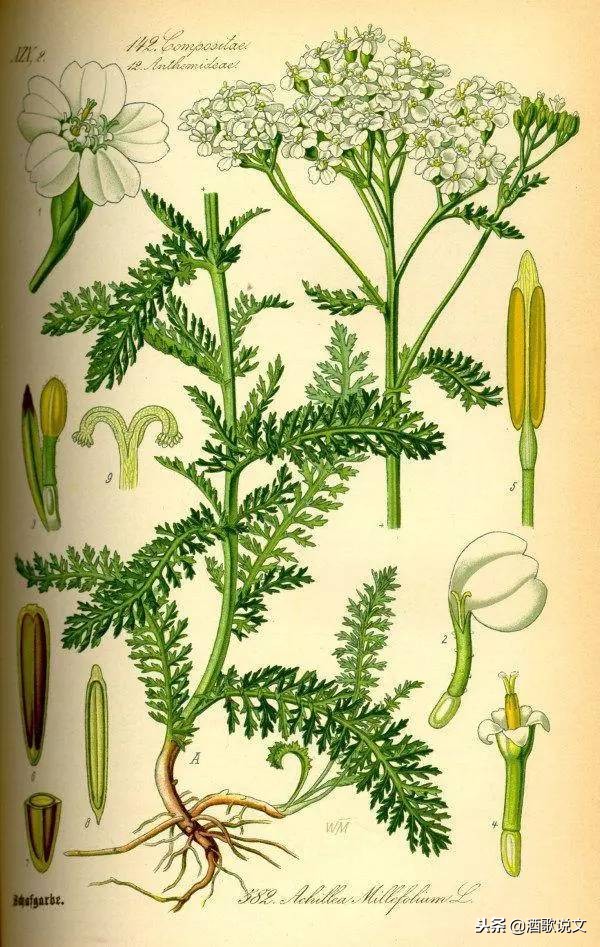 曾仕强50根蓍草算卦演示,蓍草占卜法四种结果