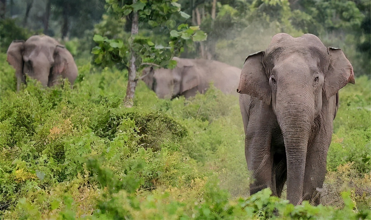 大象迁徙事件始末,大象迁徙为什么又回去了