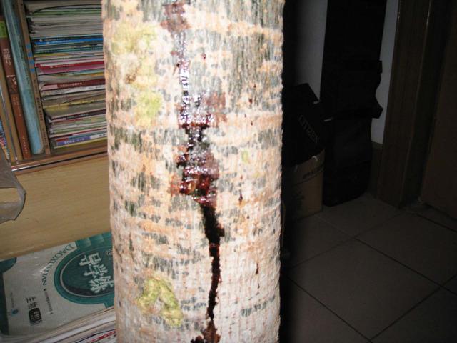 发财树叶片上有黏液是怎么回事,发财树枝干流液体怎么回事