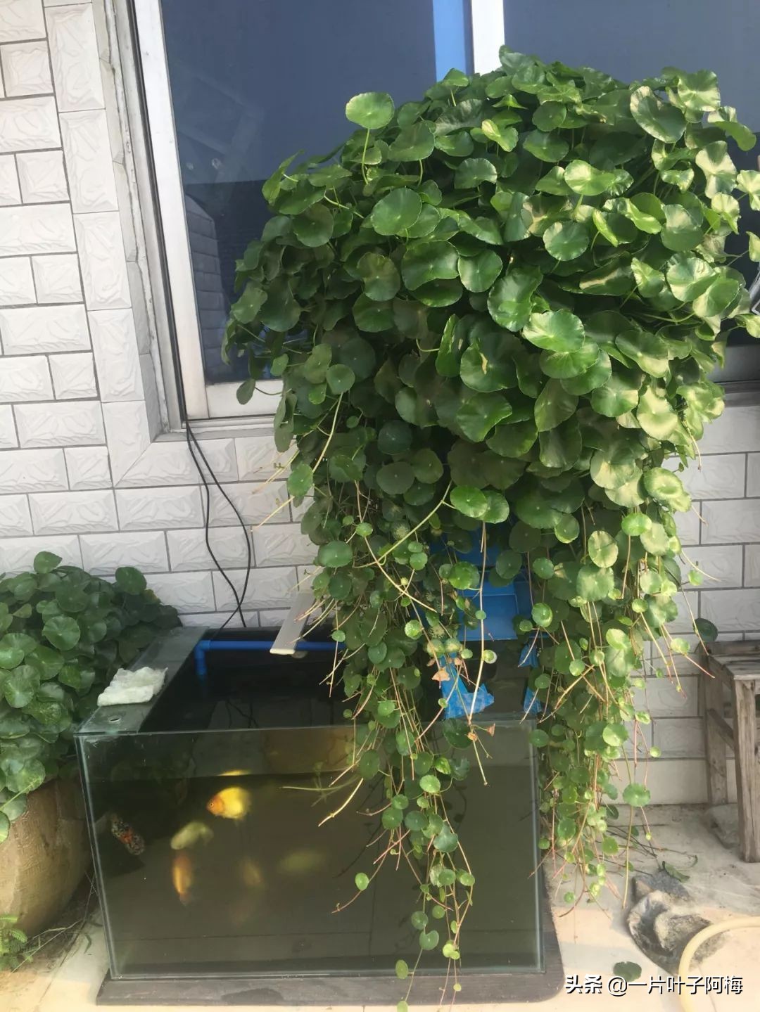 鱼缸不一定只能养鱼，养不活的花丢鱼缸里，沾水立马就疯长