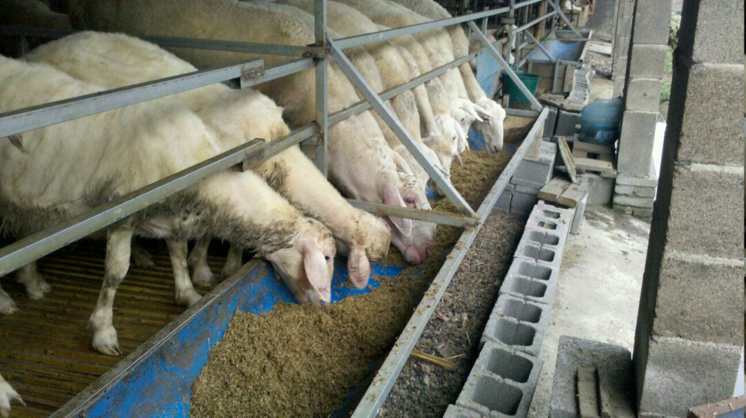 豆腐渣如何喂羊,豆腐渣到底可不可以喂羊