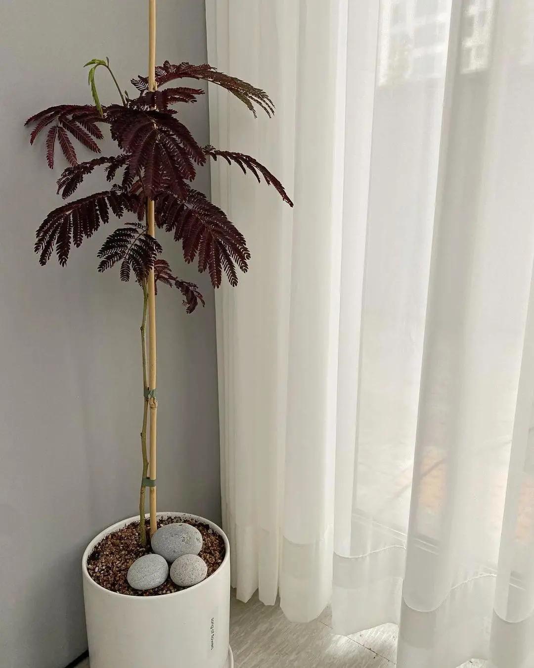 网红必备的高颜值绿植,ins风的网红绿植