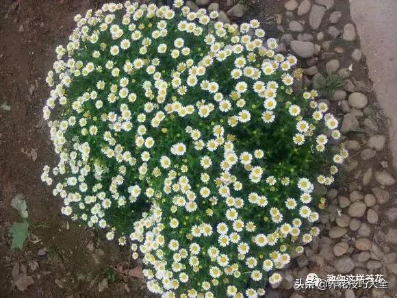 帮助睡眠的花水养,睡眠不理想试试养这4种花