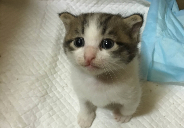 新生乳猫喂养,新生奶猫怎么照顾