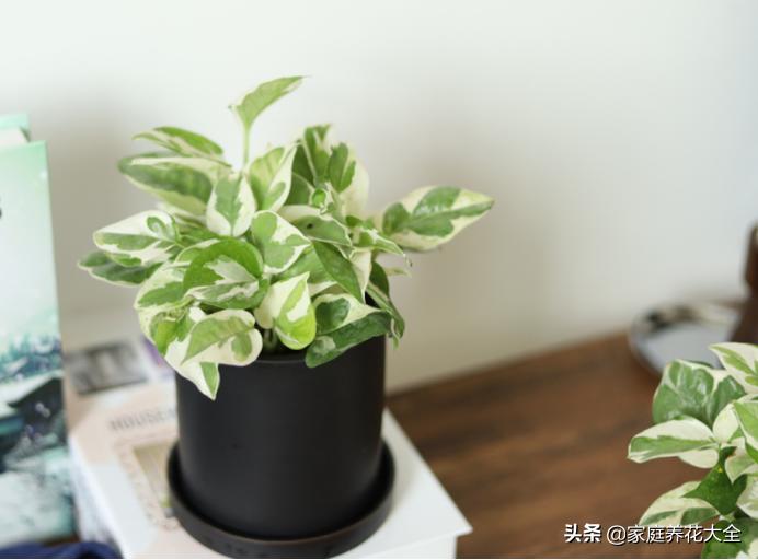 绿萝叶子有白色的东西怎么处理,绿萝叶子白斑的原因及解决方法