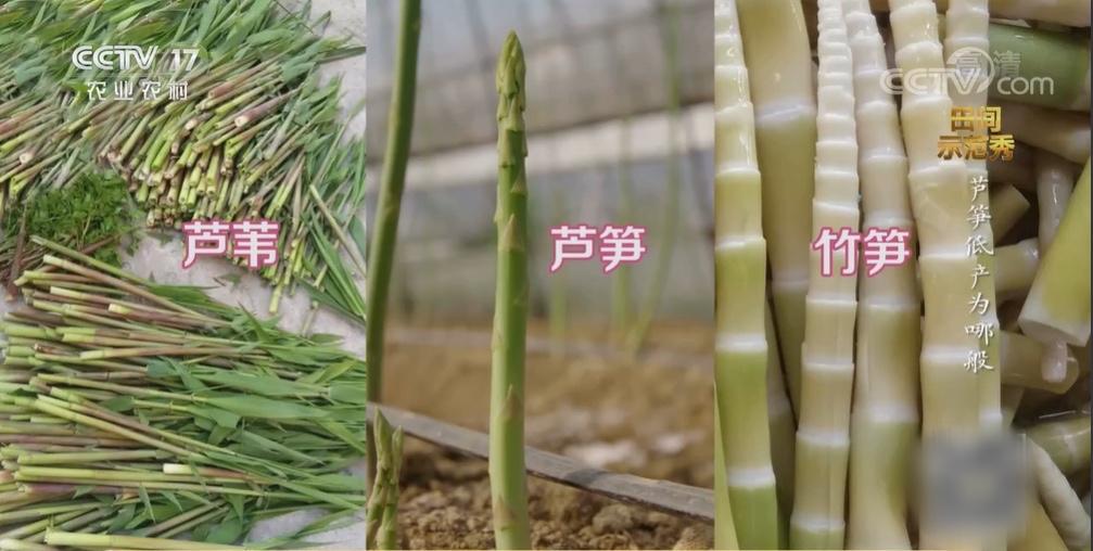 芦笋和竹笋的区别在哪,芦笋和笋有区别吗