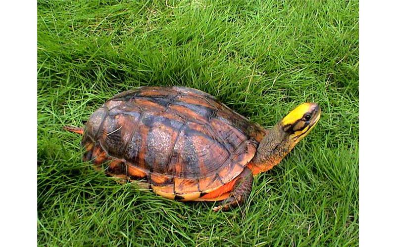 三线龟和金钱龟有什么区别,三线闭壳金钱龟