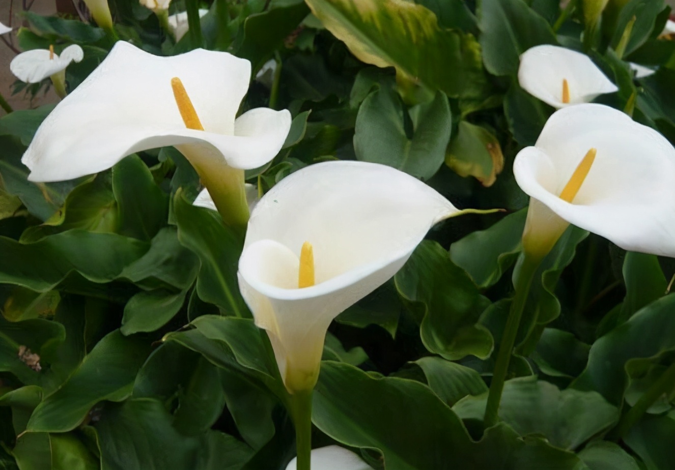 盆栽马蹄莲冬季养殖方法,这几款花卉养在家里清新脱俗