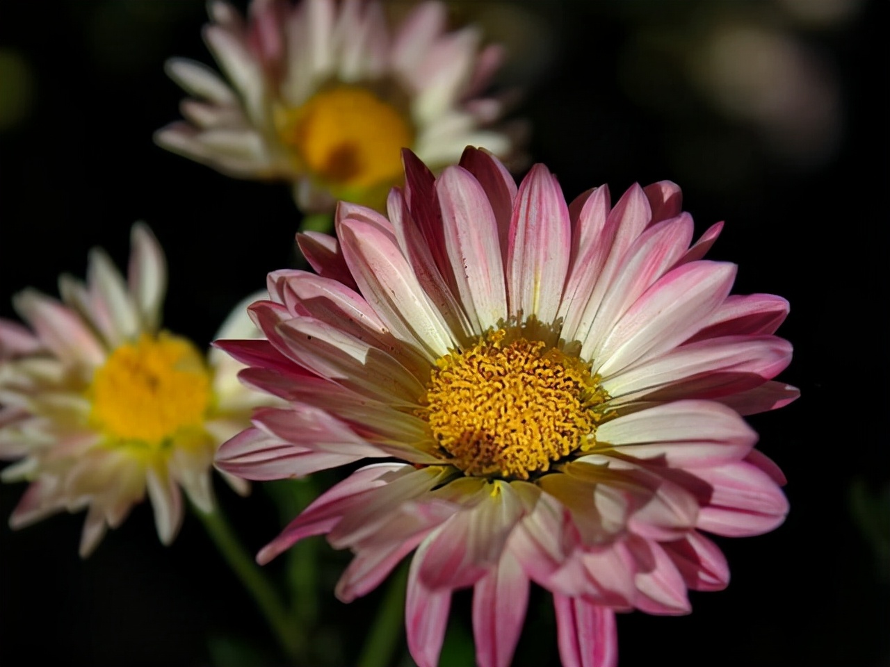 哪些花卉爱阳光浓香好养,喜阴凉的花卉都有哪些好养的
