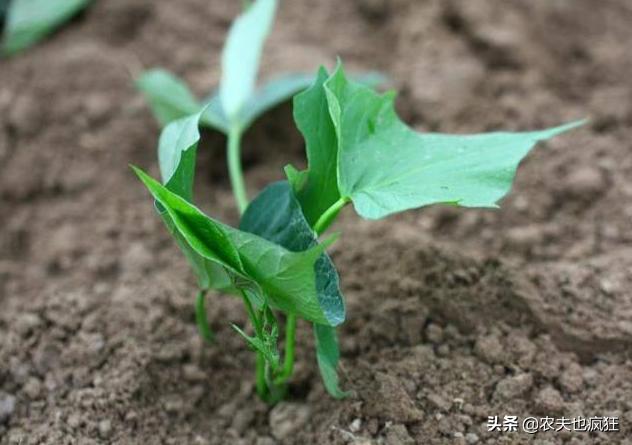 几月份栽种红薯,现在栽红薯早吗?5句种红薯的农谚,句句实用
