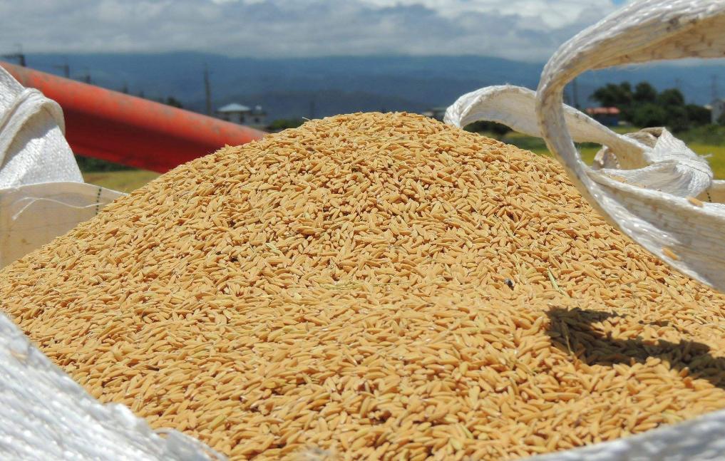 胚芽米的好处及功效,什么是胚芽米有什么好处