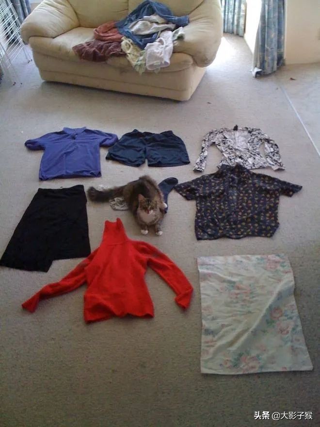 昨晚，我家猫叼来了一件蕾丝内衣…