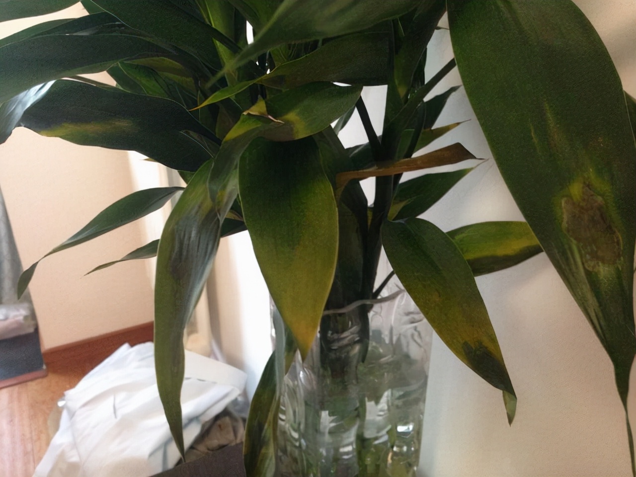 水培富贵竹生根快的方法和技巧,水培富贵竹用什么才能让它生根