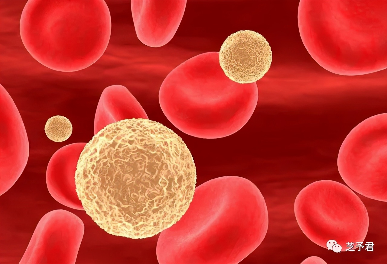 醋泡大蒜的功效对高血压有帮助吗,大蒜治高血压的做法