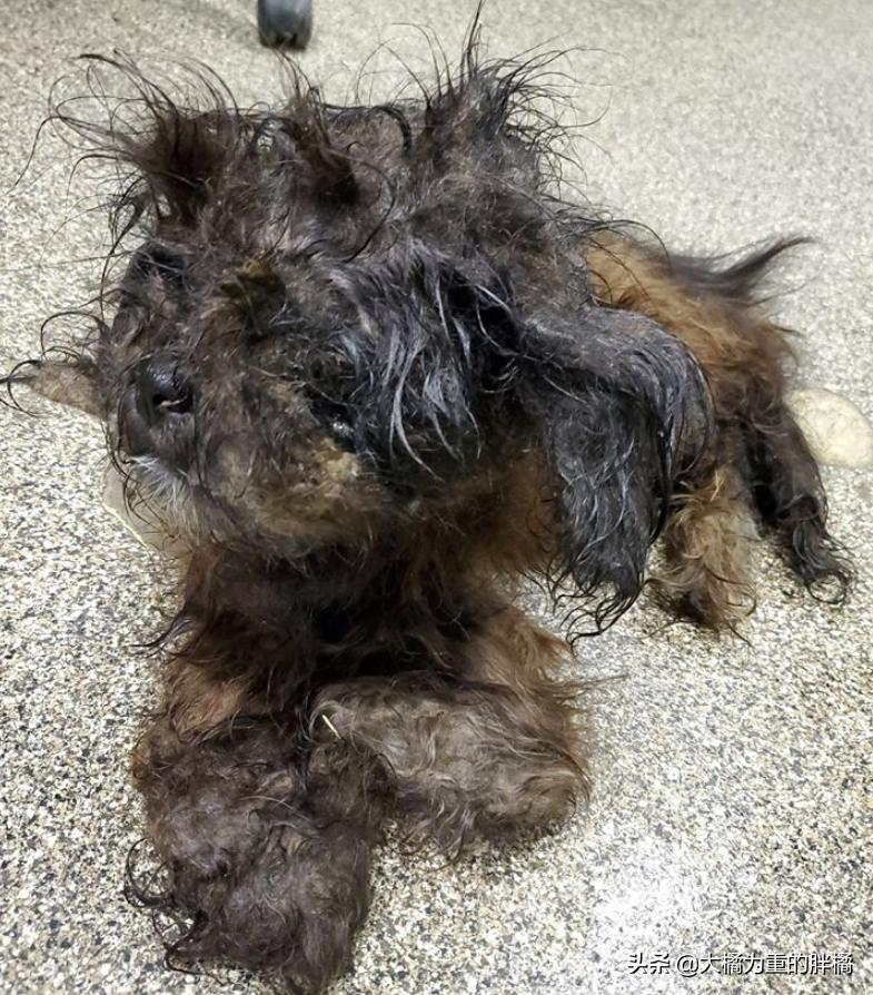 流浪小狗被收养在门口停住了,流浪小狗被好心人喂养5年