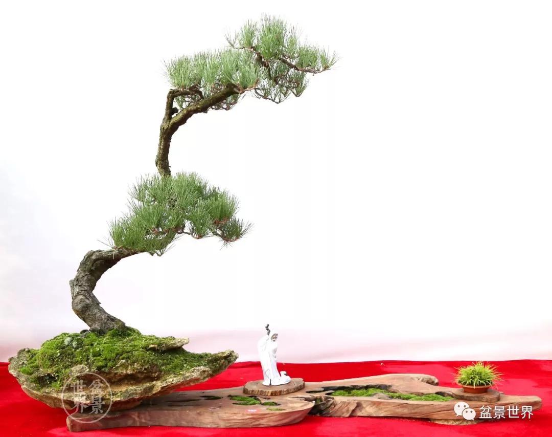 宿松十大顶级黑松盆景 (黑松微型盆景日本黑松30公分价格)