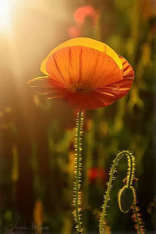 春天诗歌,春天到了的现代诗歌