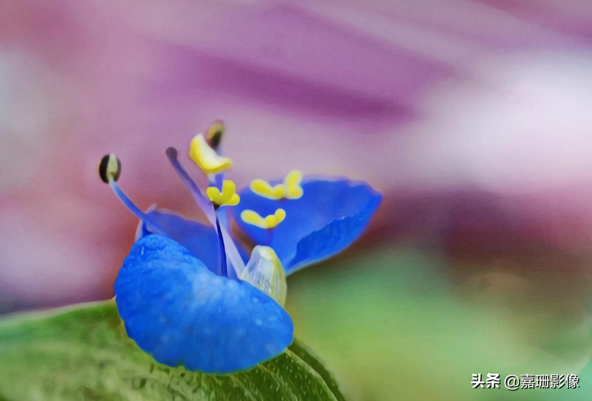 看看花容,听听花语2020年我镜头里的百种花卉