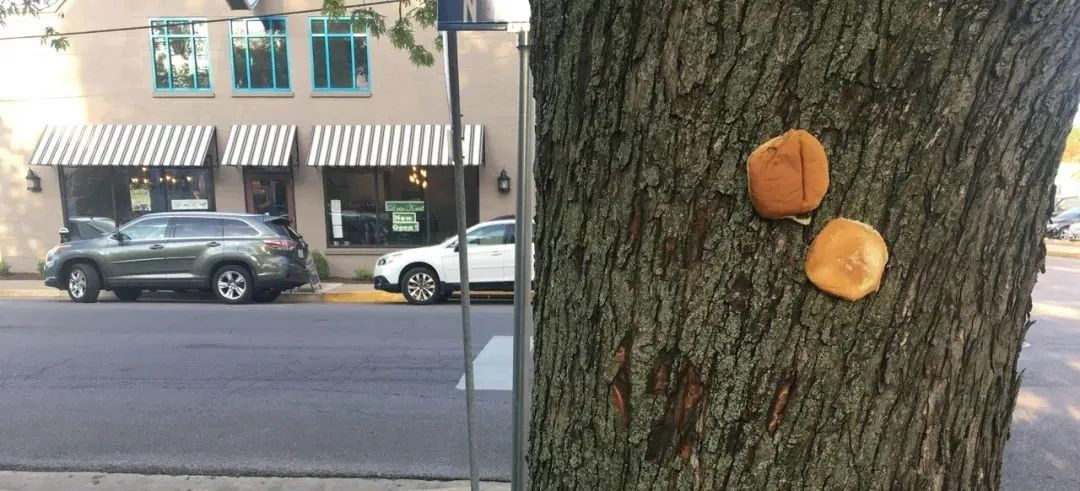 英国谢菲尔德城市的居民们为什么要往树上钉面包呢？