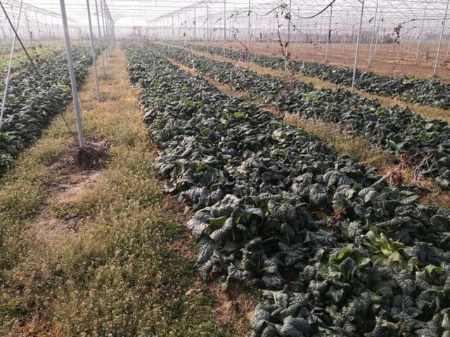 农村生活新鲜采摘纯天然绿色蔬菜,自家菜地里采摘天然无公害的蔬菜