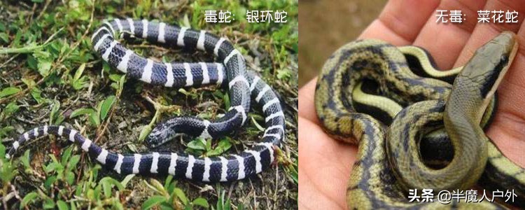野外生存的知识有哪些,农村常见的蛇类你都认识吗