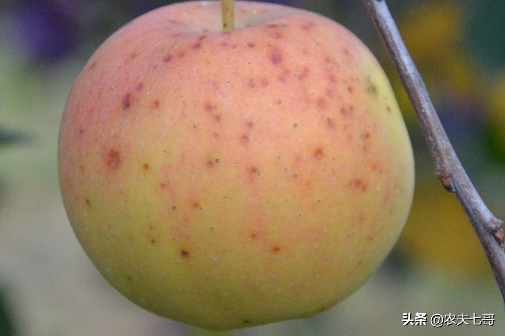 红将军摘袋最佳时间,红富士摘袋后打什么药最好