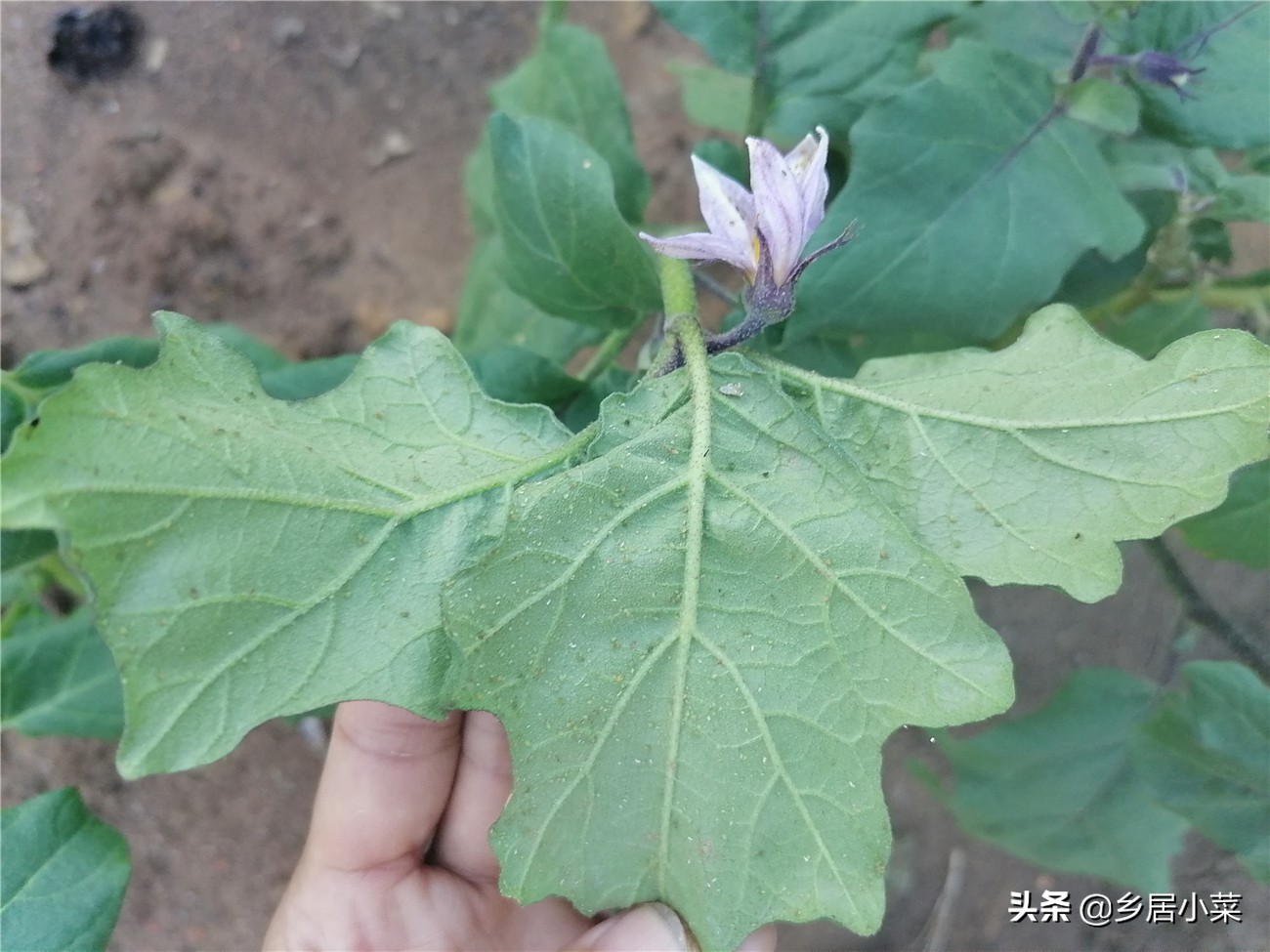 茄子叶病虫害图片大全,茄子种植用什么肥壮苗