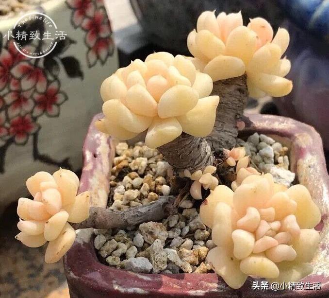 多肉特玉莲老桩图片,多肉玉莲爆盆怎么办