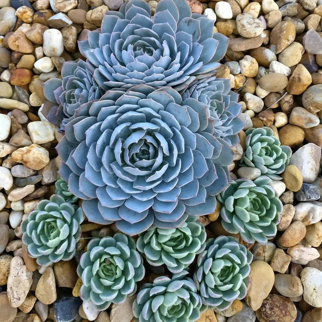 蓝石莲多肉最好看,多肉界的颜值天花板