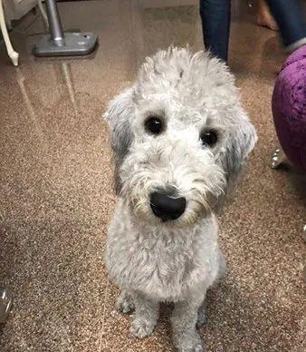 小狗出生全是黑毛长大后会变吗,白毛小狗长大后变黄