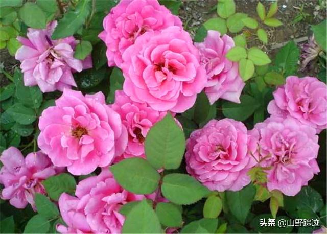 遇到花掉叶黄不如试试这一物，只需加一勺，会有意想不到的效果