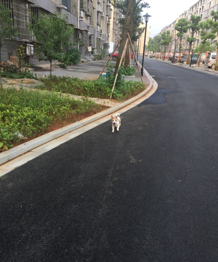 养一只很乖的狗是什么体验,养一只聪明的狗是什么体验