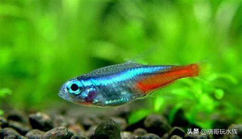 你熟悉但又不了解的鱼