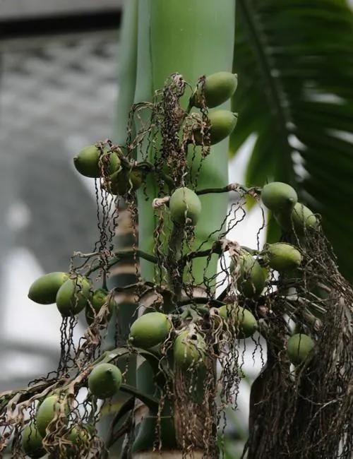 桂子油槟榔和青果槟榔哪种危害大,槟榔吃多了会对身体带来什么危害