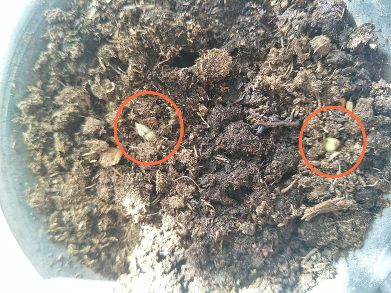 君子兰种子成熟后的播种方法,君子兰种子繁殖的方法常用