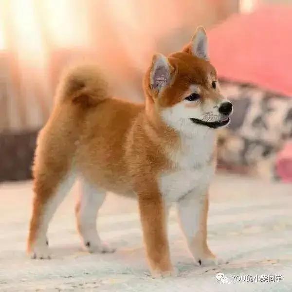 哪里能买到纯的柴犬,哪里可以买到正宗的柴犬