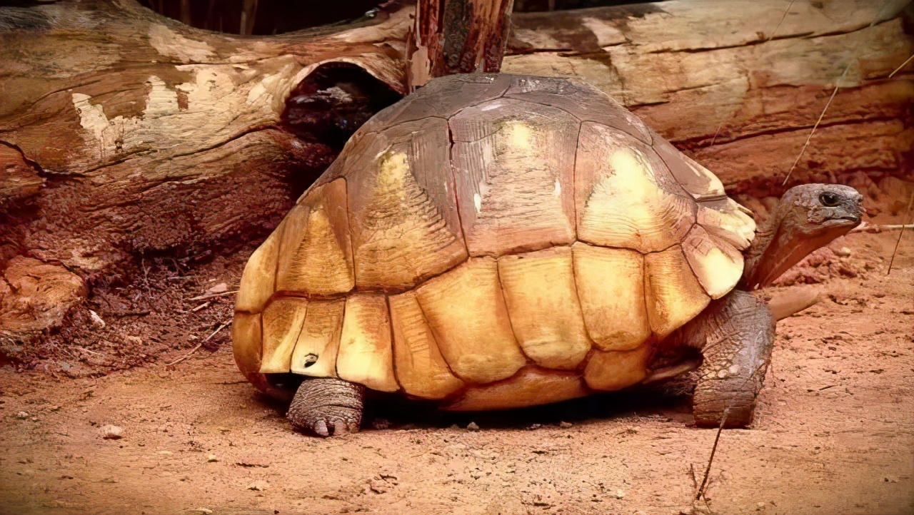 龟类大百科,大眼睛龟类