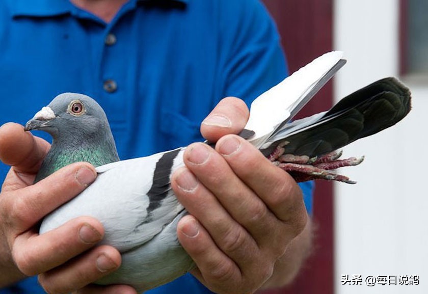 96年巴塞罗那比赛录像,2011年巴塞罗那五冠王
