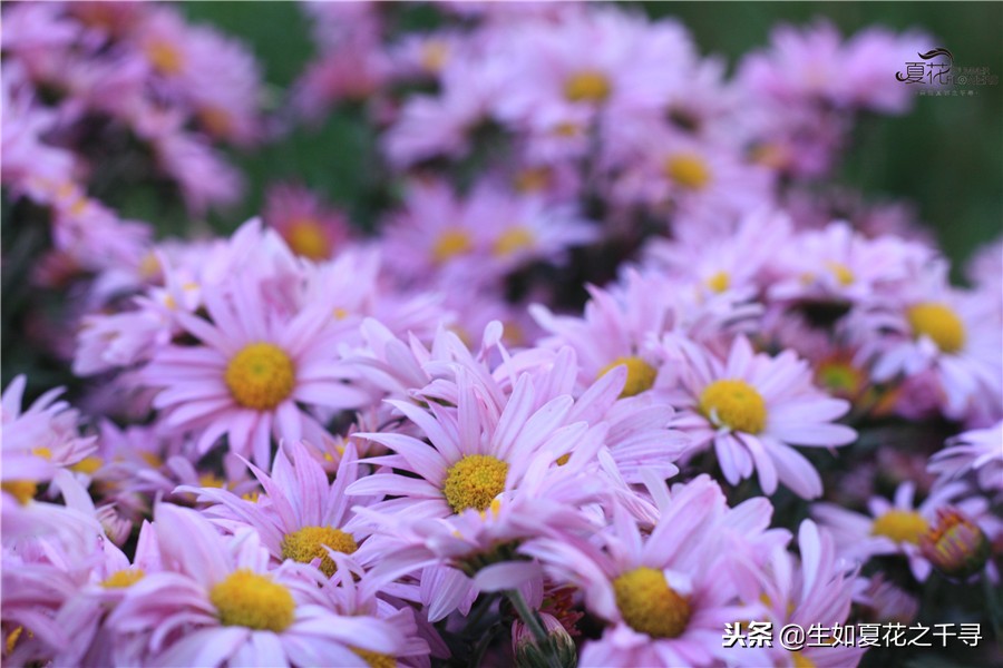 东湖公园菊花展今天还有开放吗,深圳东湖公园菊花展图片